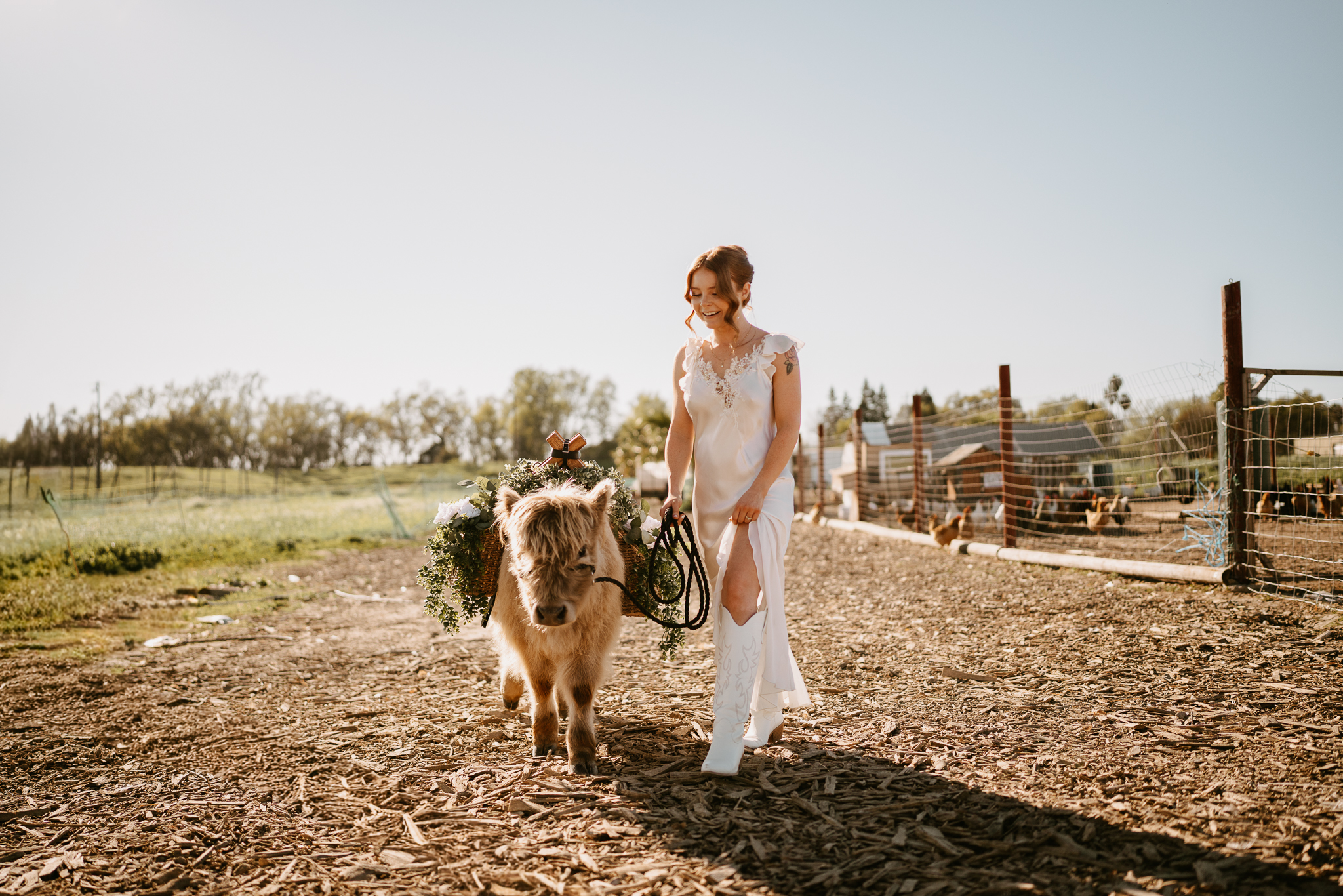 Charming Mini Steers for Events