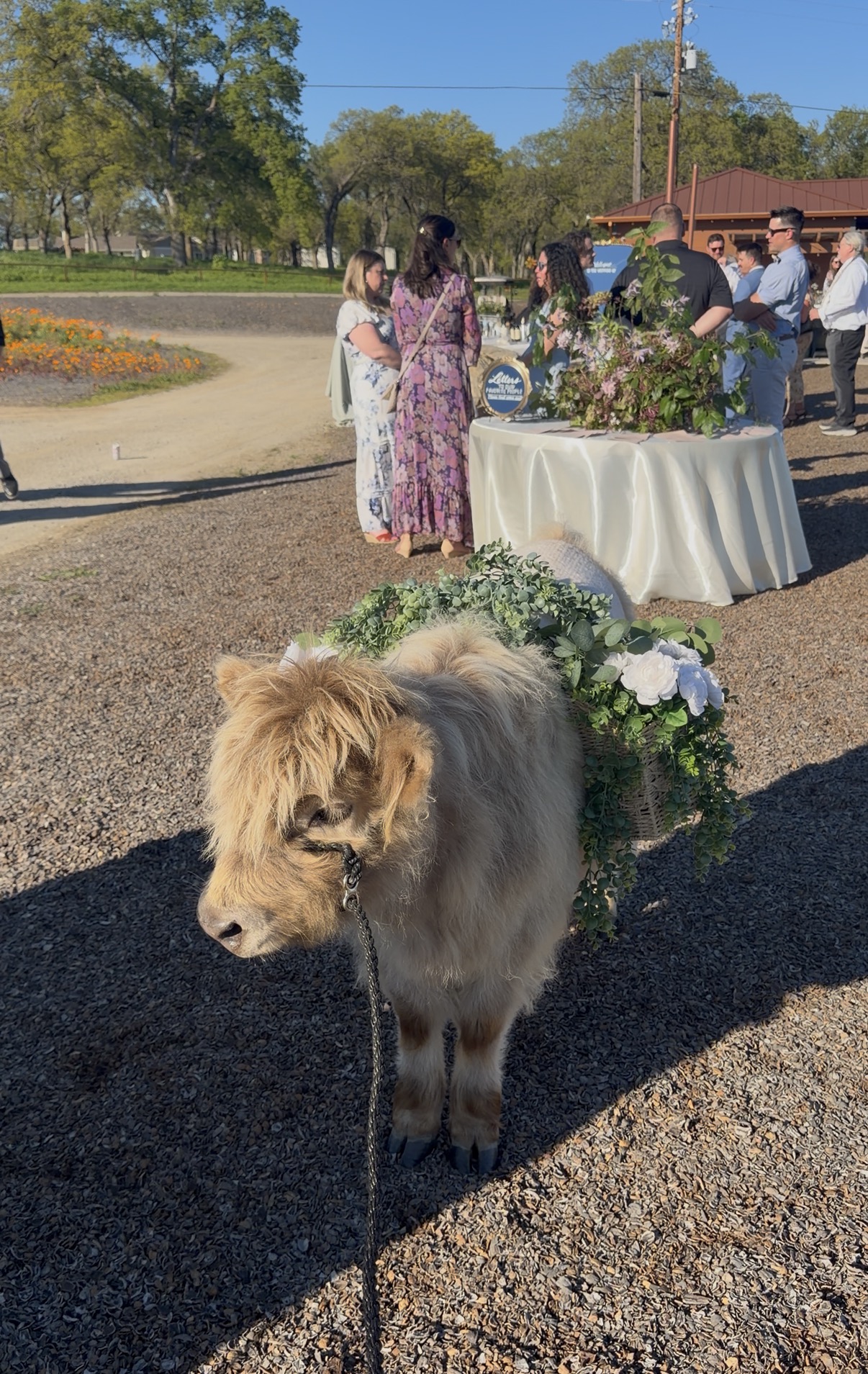 Charming Mini Steers for Events