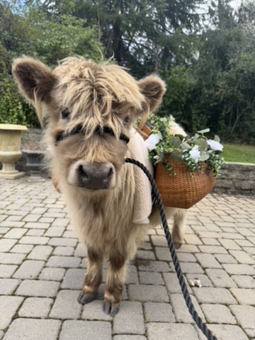 Charming Mini Steers for Events