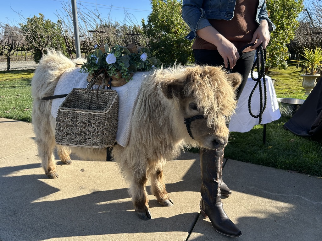 Charming Mini Steers for Events