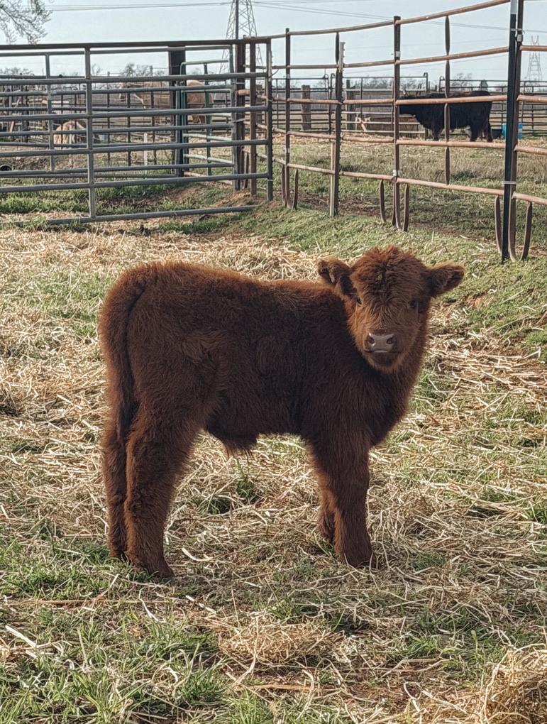 Charming Mini Steers for Events