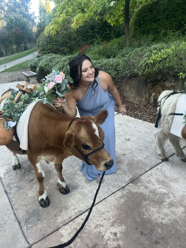 Charming Mini Steers for Events